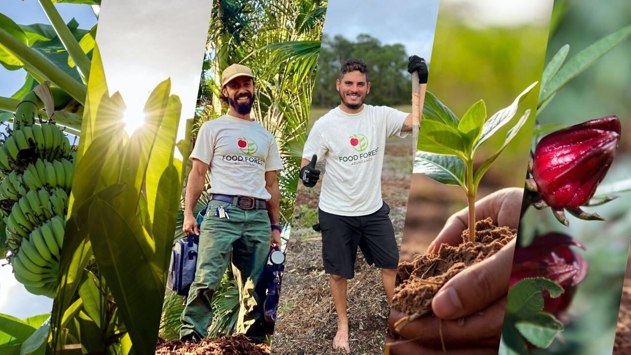 Two members of a food forest planting team working in fresh soil, one holding a young seedling and a roselle pod